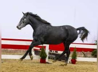 KWPN, Merrie, 3 Jaar, 162 cm, Zwartbruin