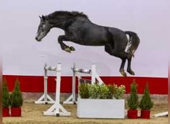 KWPN, Merrie, 3 Jaar, 162 cm, Zwartbruin