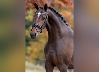 KWPN, Merrie, 3 Jaar, 163 cm, Bruin