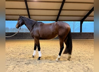 KWPN, Merrie, 3 Jaar, 163 cm, Donkerbruin