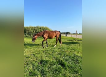 KWPN, Merrie, 3 Jaar, 163 cm, Donkerbruin