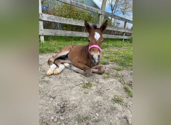 KWPN, Merrie, 3 Jaar, 163 cm, Donkerbruin