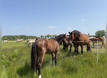 KWPN, Merrie, 3 Jaar, 163 cm, Donkerbruin