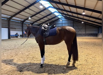 KWPN, Merrie, 3 Jaar, 163 cm, Donkerbruin