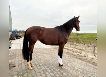 KWPN, Merrie, 3 Jaar, 163 cm, Donkerbruin