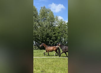 KWPN, Merrie, 3 Jaar, 163 cm, Donkerbruin