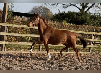 KWPN, Merrie, 3 Jaar, 163 cm, Donkere-vos