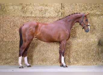 KWPN, Merrie, 3 Jaar, 163 cm