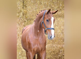 KWPN, Merrie, 3 Jaar, 163 cm