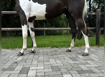 KWPN, Merrie, 3 Jaar, 163 cm