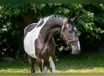 KWPN, Merrie, 3 Jaar, 163 cm