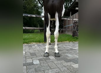 KWPN, Merrie, 3 Jaar, 163 cm