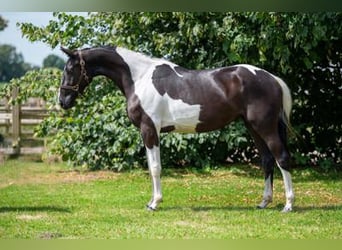 KWPN, Merrie, 3 Jaar, 163 cm