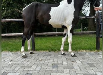 KWPN, Merrie, 3 Jaar, 163 cm