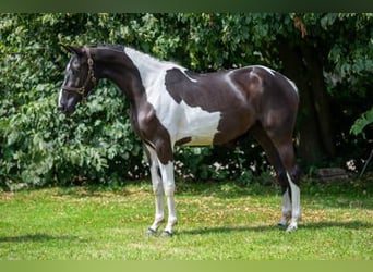 KWPN, Merrie, 3 Jaar, 163 cm