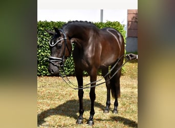 KWPN, Merrie, 3 Jaar, 163 cm, Zwart