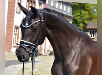 KWPN, Merrie, 3 Jaar, 163 cm, Zwart