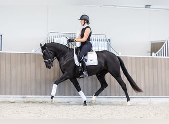 KWPN, Merrie, 3 Jaar, 163 cm, Zwart
