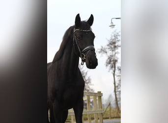 KWPN, Merrie, 3 Jaar, 163 cm, Zwart