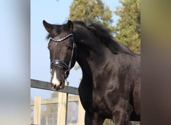 KWPN, Merrie, 3 Jaar, 163 cm, Zwart