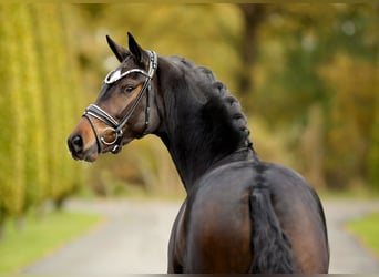 KWPN, Merrie, 3 Jaar, 163 cm, Zwartbruin