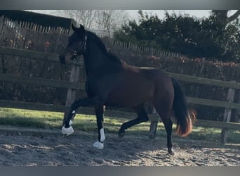 KWPN, Merrie, 3 Jaar, 164 cm, Donkerbruin