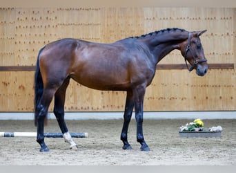 KWPN, Merrie, 3 Jaar, 164 cm, Donkerbruin