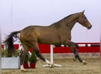 KWPN, Merrie, 3 Jaar, 164 cm, Donkerbruin