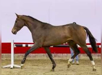 KWPN, Merrie, 3 Jaar, 164 cm, Donkerbruin