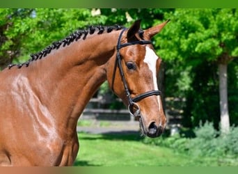 KWPN, Merrie, 3 Jaar, 164 cm