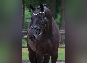 KWPN, Merrie, 3 Jaar, 164 cm, Zwart