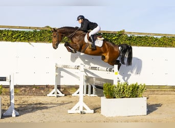 KWPN, Merrie, 3 Jaar, 165 cm, Bruin