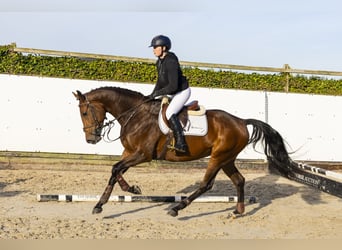 KWPN, Merrie, 3 Jaar, 165 cm, Bruin