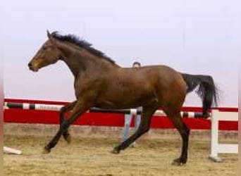 KWPN, Merrie, 3 Jaar, 165 cm, Bruin