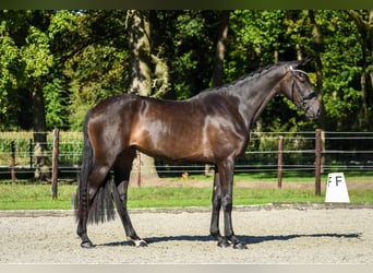 KWPN, Merrie, 3 Jaar, 165 cm, Donkerbruin