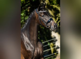 KWPN, Merrie, 3 Jaar, 165 cm, Donkerbruin