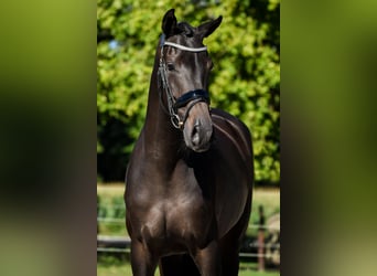 KWPN, Merrie, 3 Jaar, 165 cm, Donkerbruin