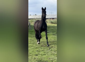 KWPN, Merrie, 3 Jaar, 165 cm, Donkerbruin