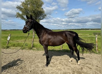 KWPN, Merrie, 3 Jaar, 165 cm, Donkerbruin