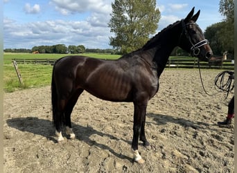 KWPN, Merrie, 3 Jaar, 165 cm, Donkerbruin