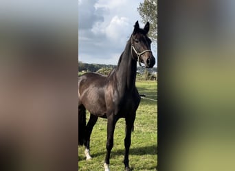 KWPN, Merrie, 3 Jaar, 165 cm, Donkerbruin