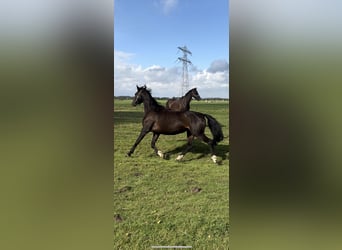 KWPN, Merrie, 3 Jaar, 165 cm, Donkerbruin