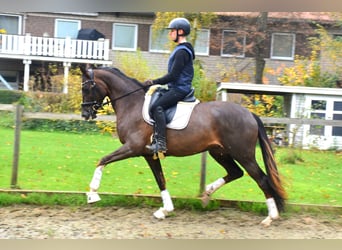 KWPN, Merrie, 3 Jaar, 165 cm, Donkere-vos