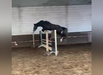 KWPN, Merrie, 3 Jaar, 165 cm, Schimmel