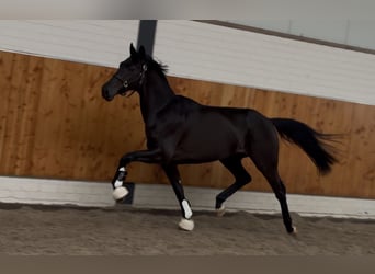 KWPN, Merrie, 3 Jaar, 165 cm, Zwart