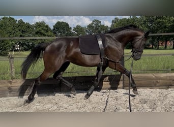 KWPN, Merrie, 3 Jaar, 165 cm, Zwart