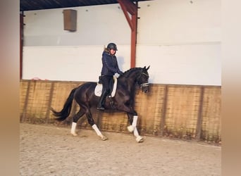 KWPN, Merrie, 3 Jaar, 165 cm, Zwart