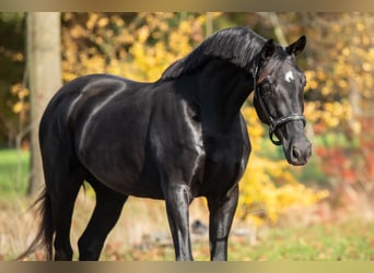 KWPN, Merrie, 3 Jaar, 165 cm, Zwart