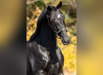 KWPN, Merrie, 3 Jaar, 165 cm, Zwart