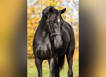 KWPN, Merrie, 3 Jaar, 165 cm, Zwart